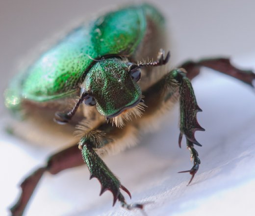 Nobel Chafer Beetle