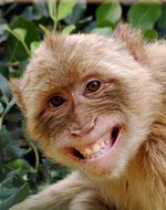 A smiling monkey