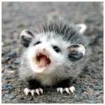 A possum